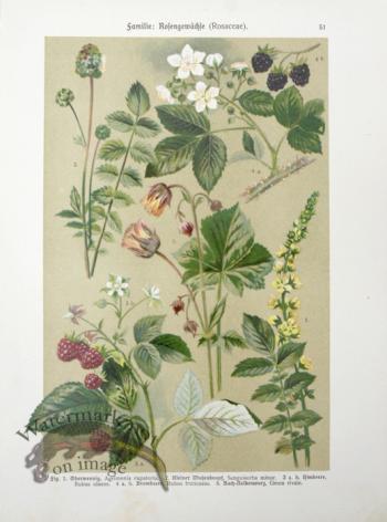 Botanical Atlas 1911 21